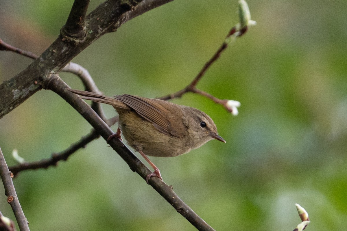 Brownish-flanked Bush Warbler - ML634848409