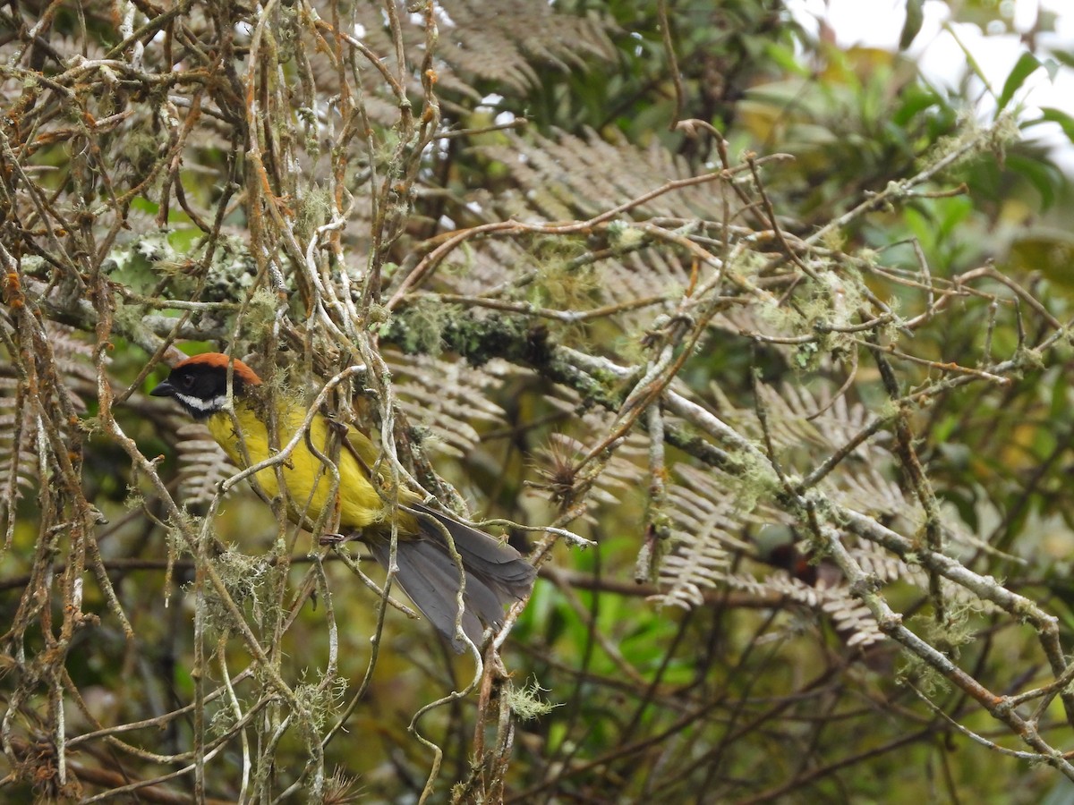 Moustached Brushfinch - ML634848536