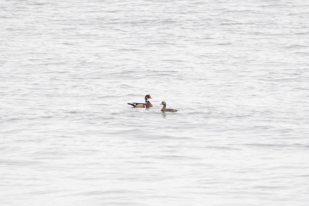 Wood Duck - ML634848554