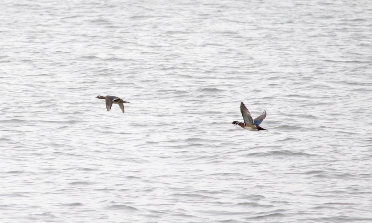 Wood Duck - ML634848555