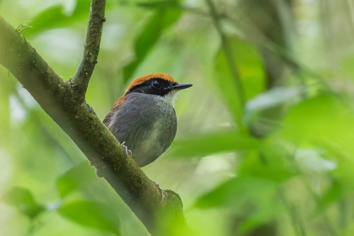 Black-cheeked Gnateater - ML634848568