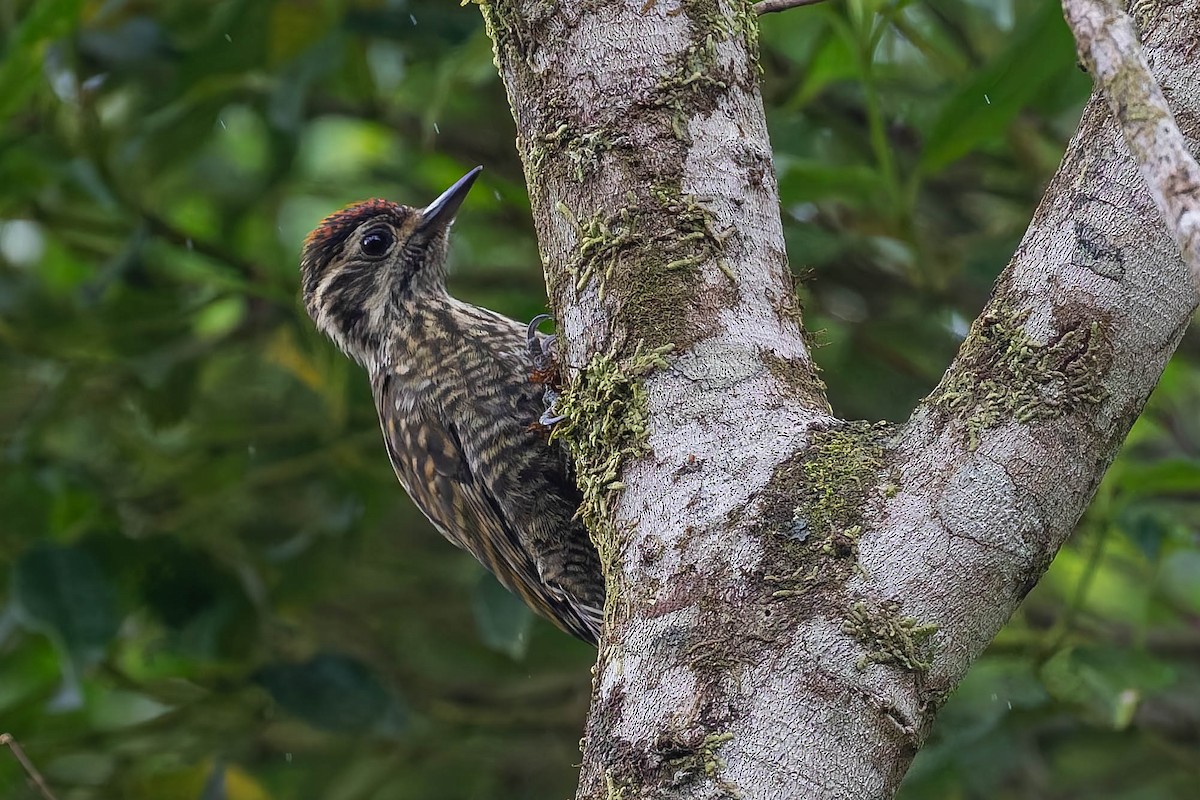 spraglespett - ML634848574