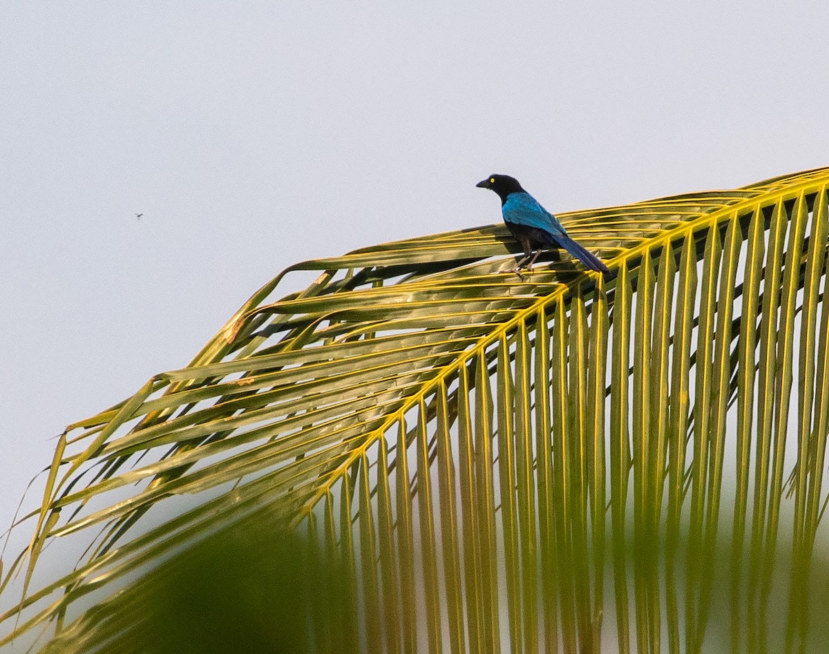 San Blas Jay - ML634848875