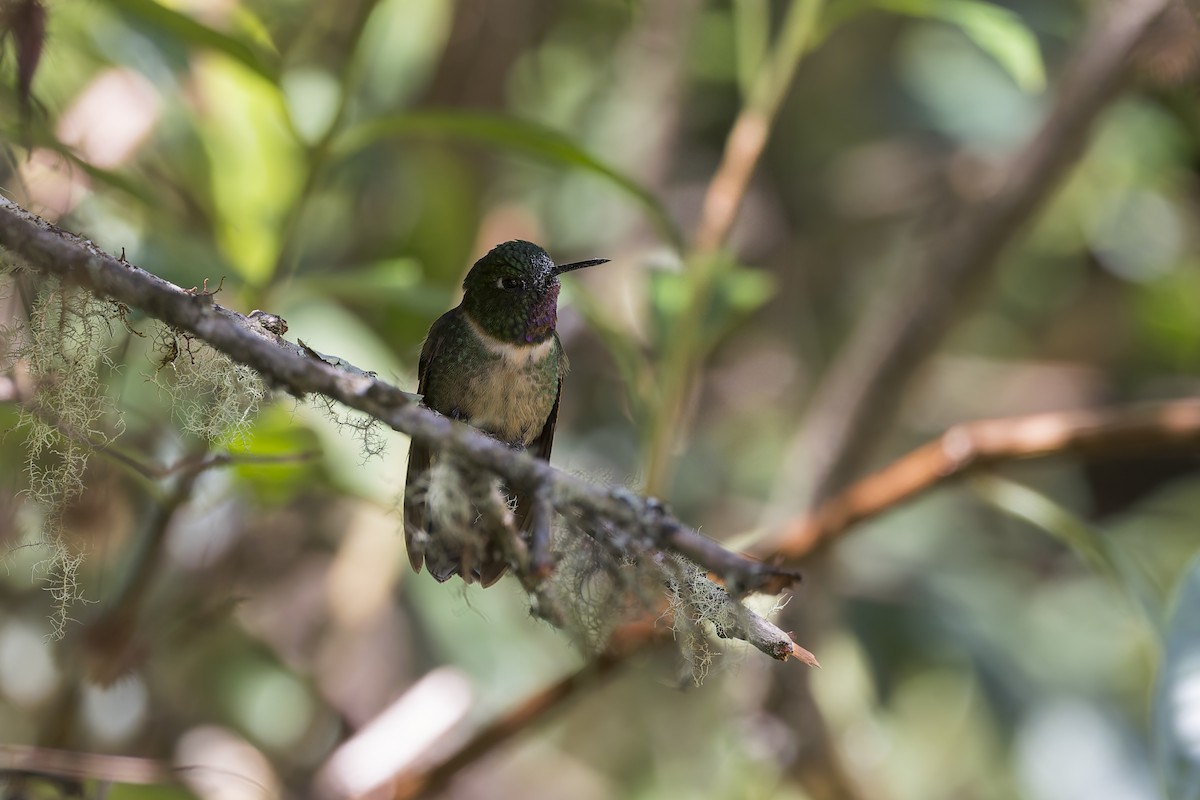 Amethyst-throated Sunangel - ML634849014