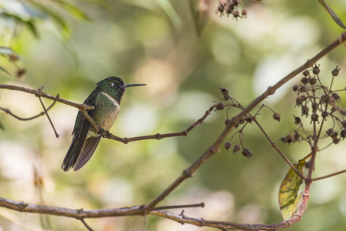 Amethyst-throated Sunangel - ML634849015