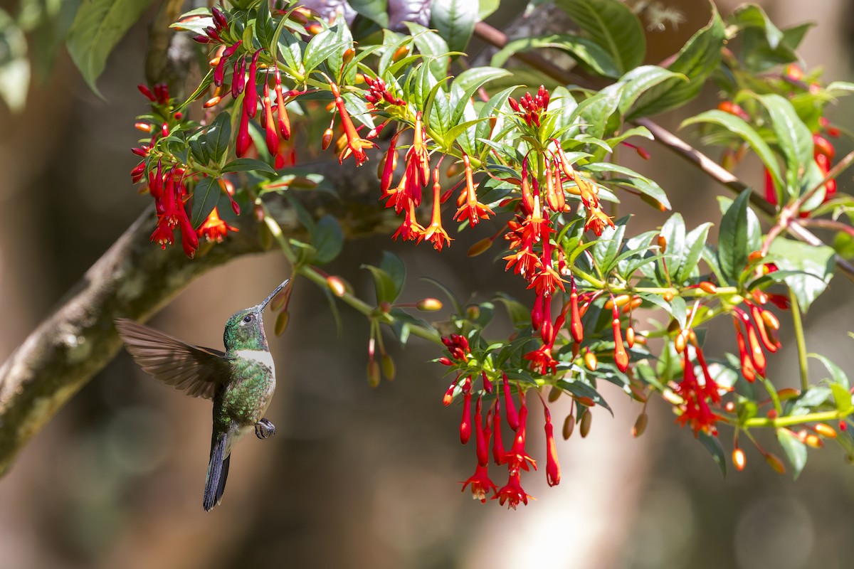 Amethyst-throated Sunangel - ML634849016