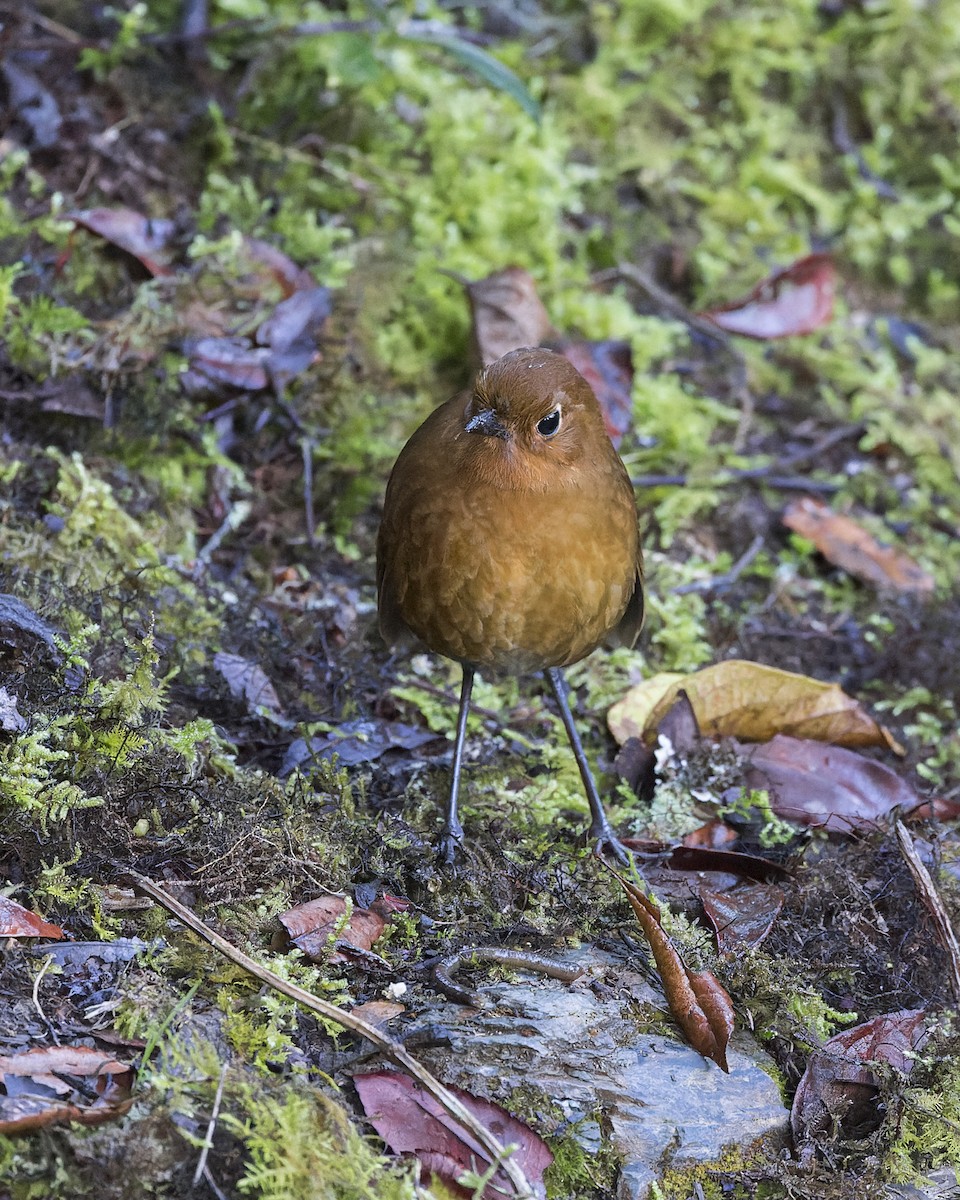 Urubamba Antpitta - ML634849067