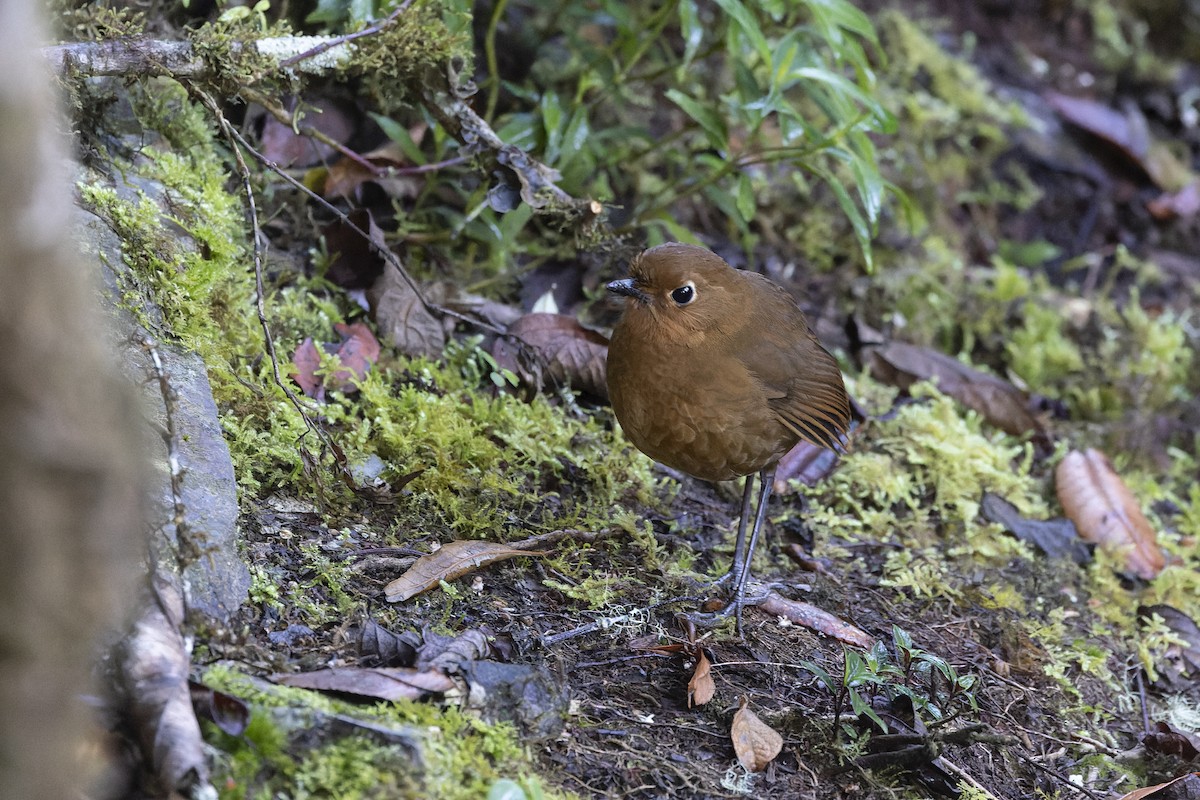 Urubamba Antpitta - ML634849068