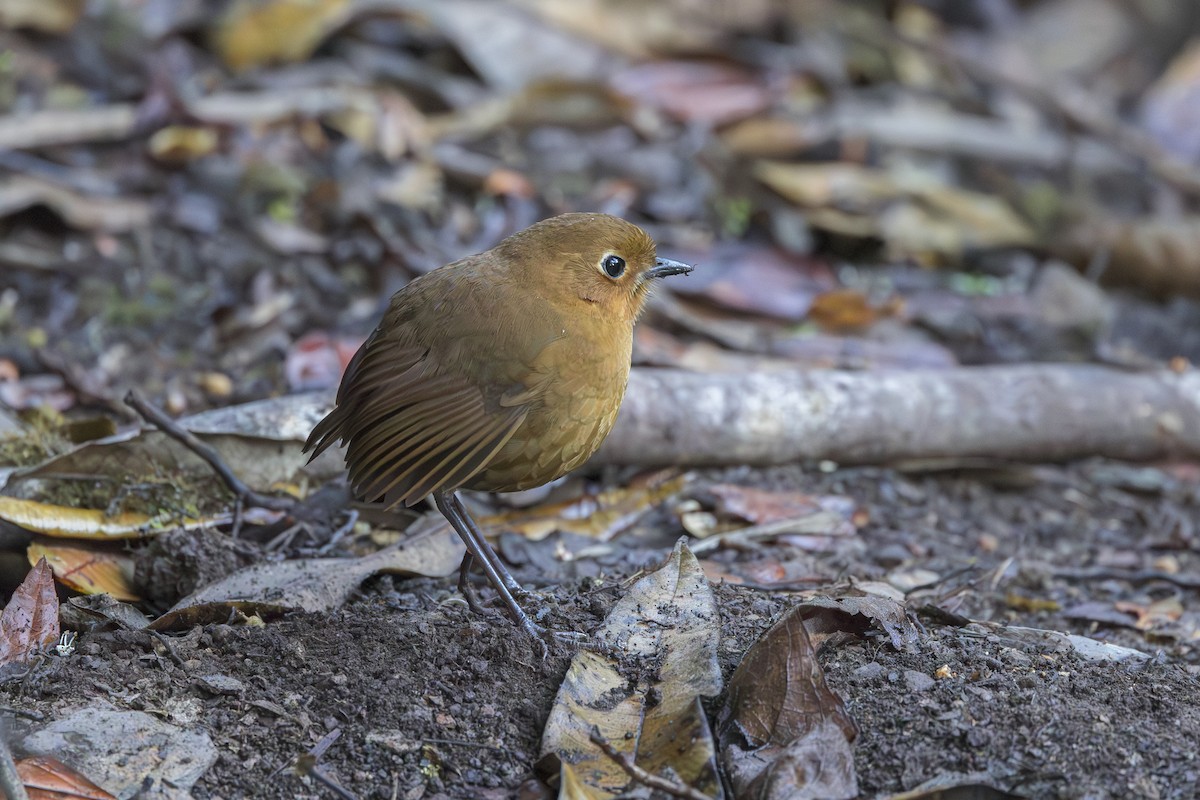 Urubamba Antpitta - ML634849070