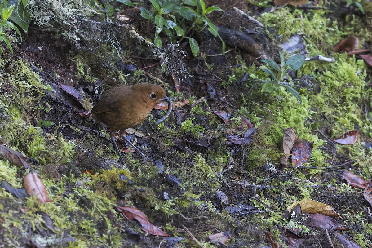 Urubamba Antpitta - ML634849071