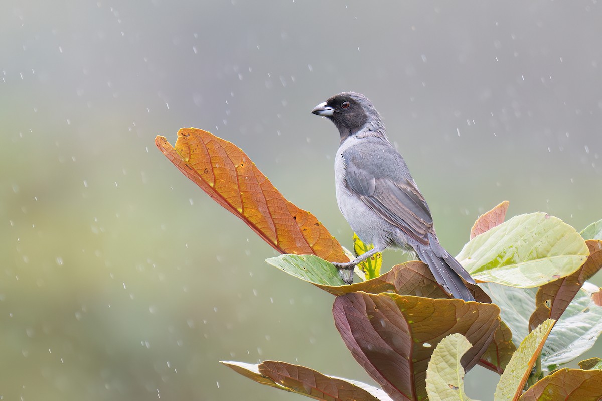 Black-faced Tanager - ML634849106