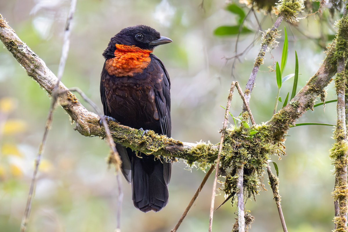Red-ruffed Fruitcrow - ML634849111