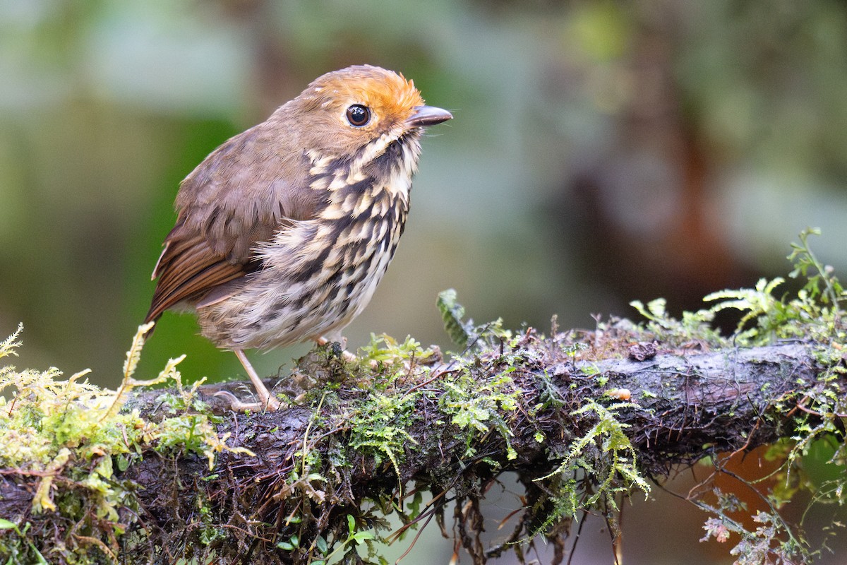 Ochre-fronted Antpitta - ML634849117