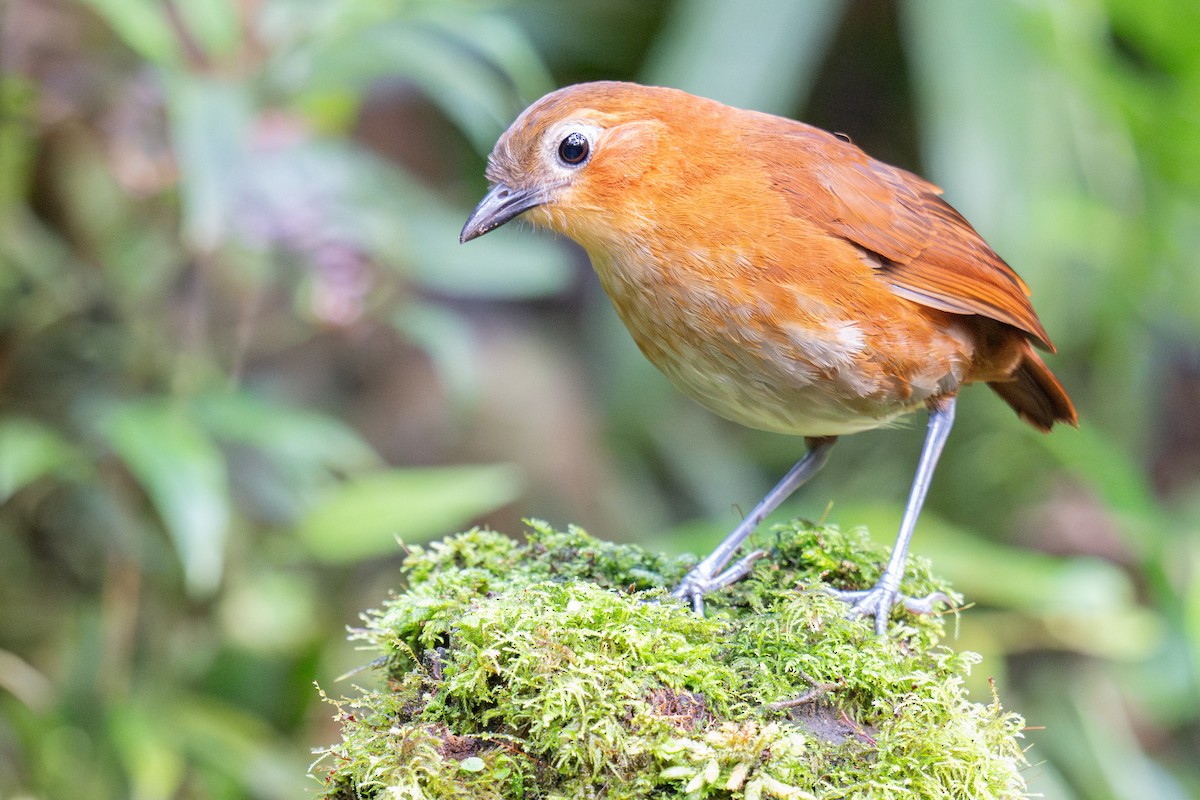 Rusty-tinged Antpitta - ML634849126