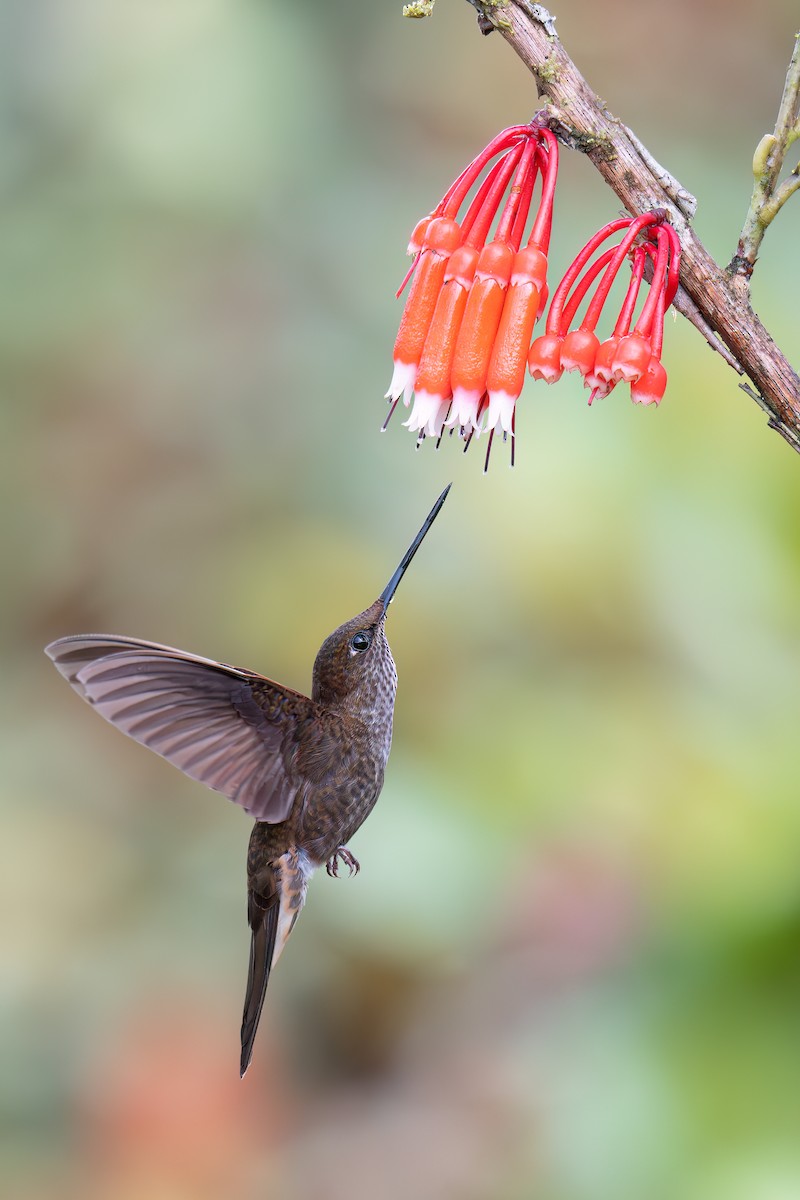Bronzy Inca - ML634849131