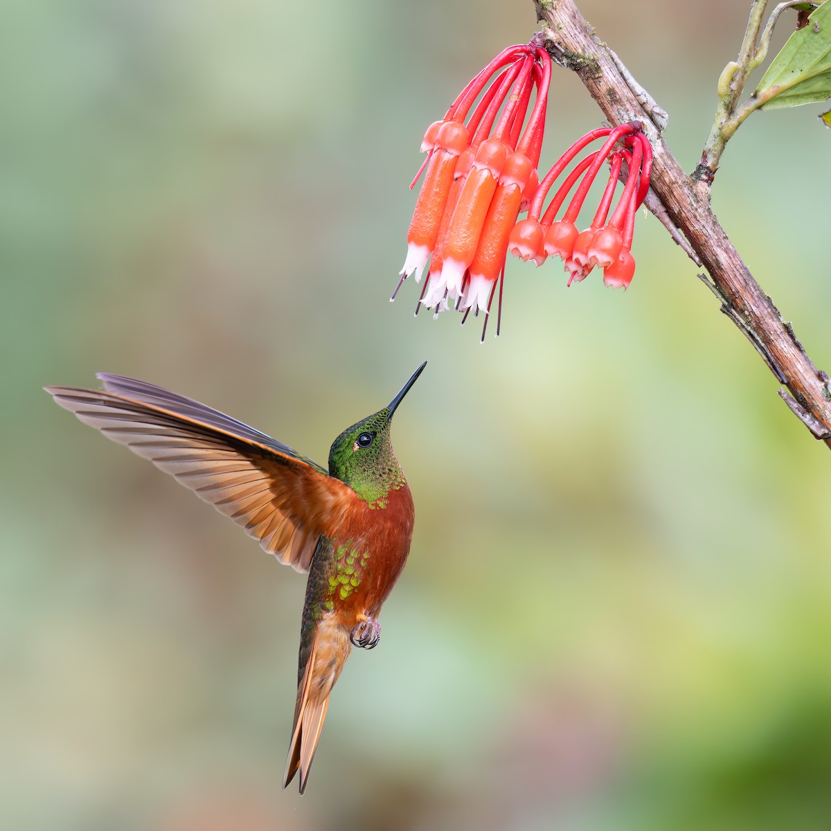 Chestnut-breasted Coronet - ML634849134
