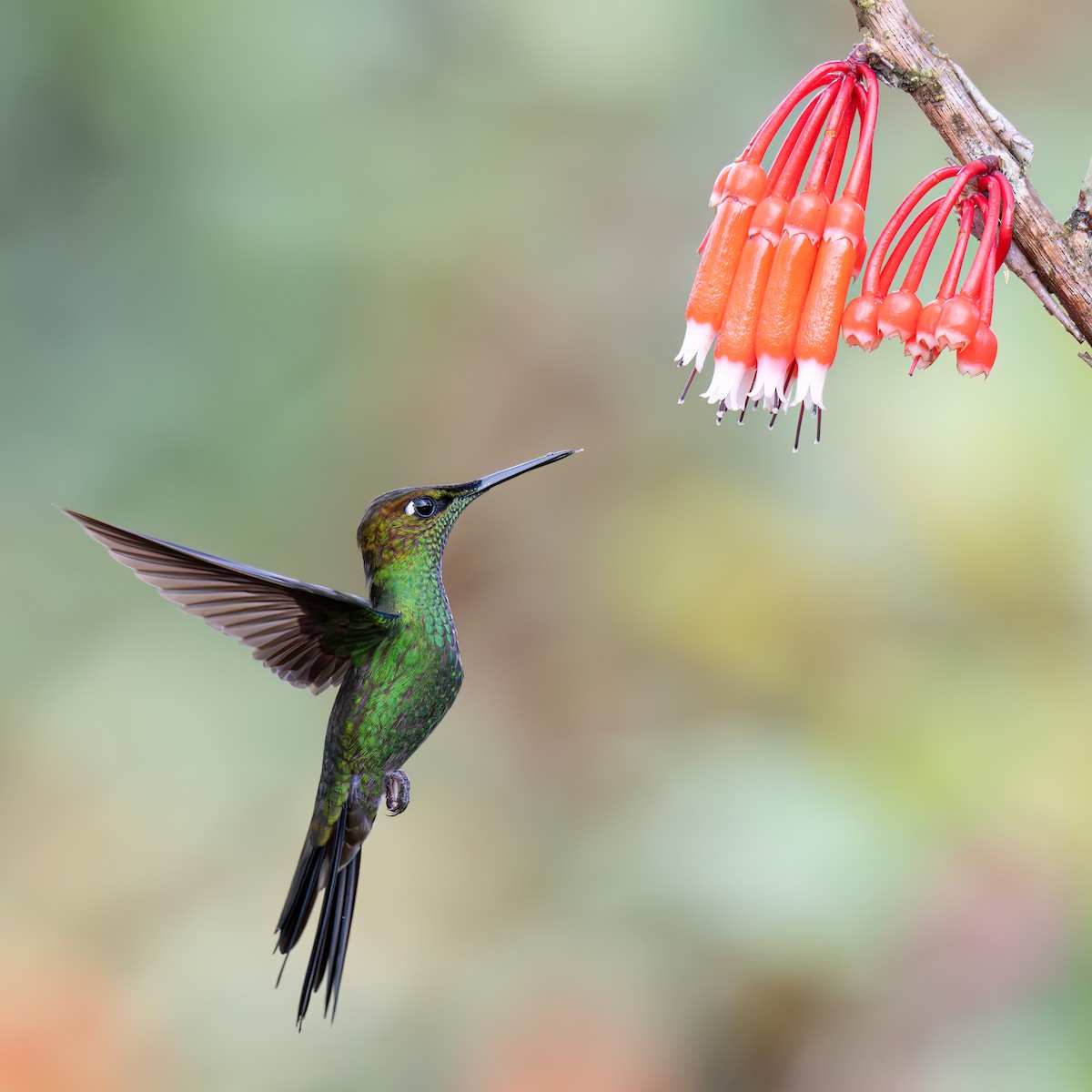 Violet-fronted Brilliant - ML634849138