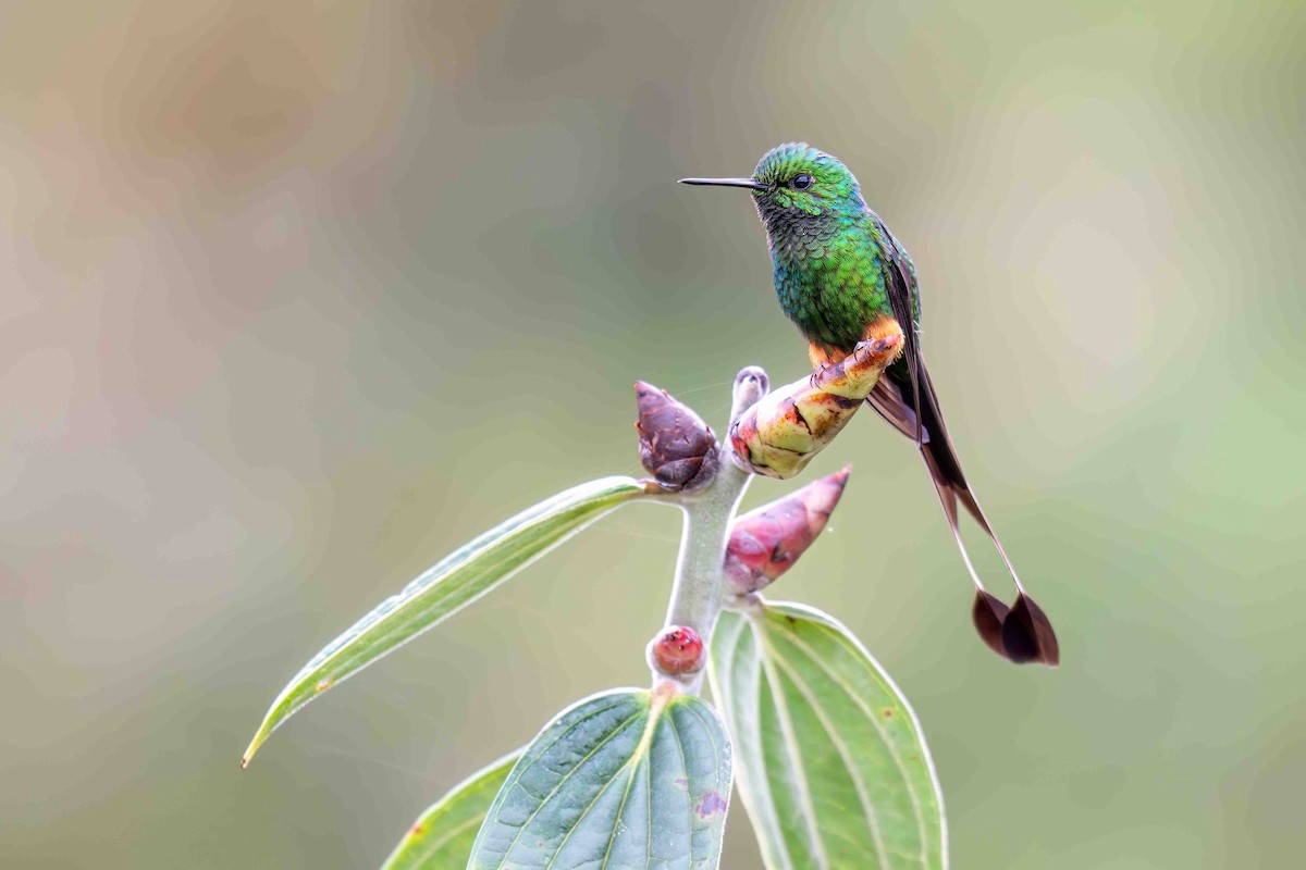 Peruvian Racket-tail - ML634849233