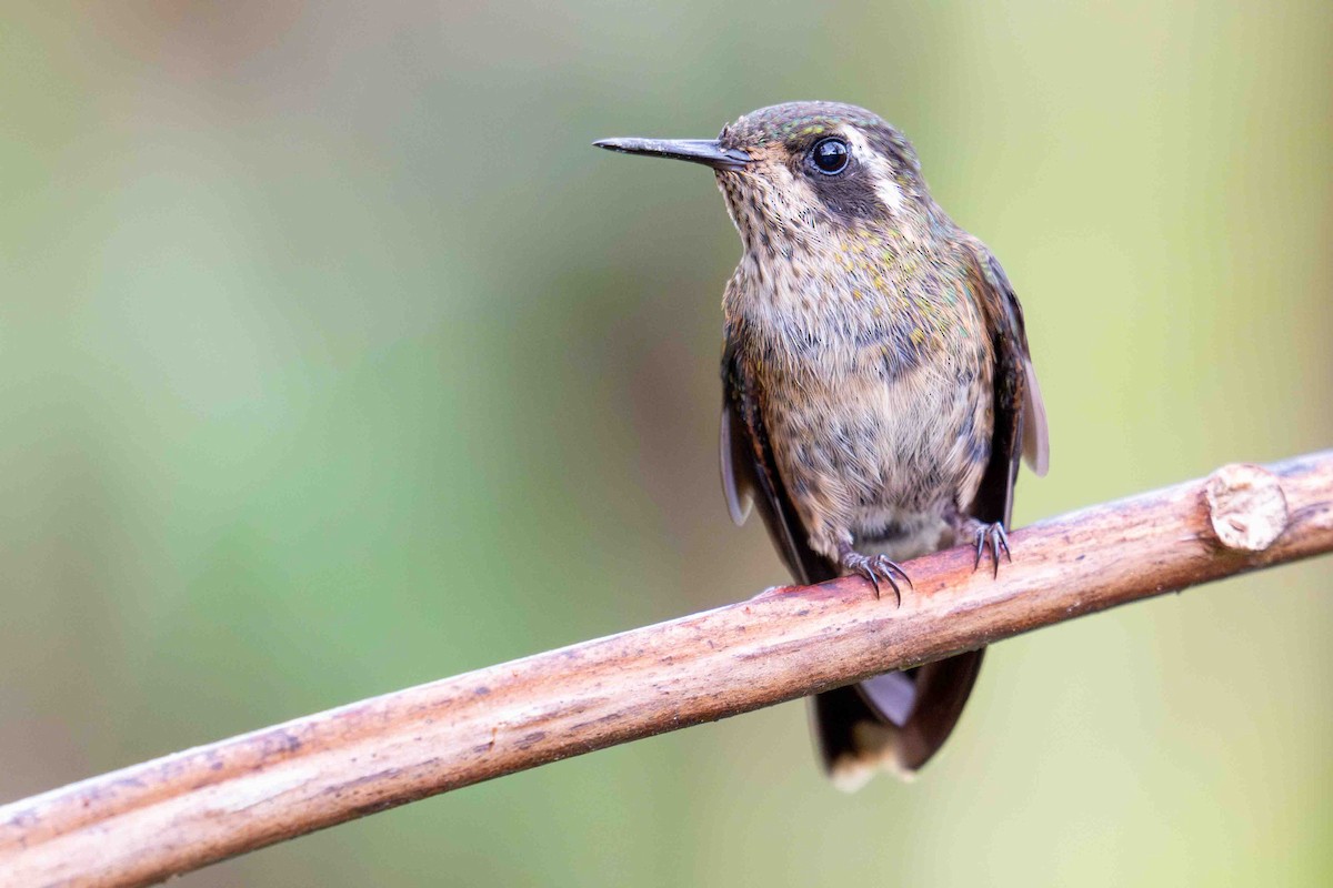 Speckled Hummingbird - ML634849307
