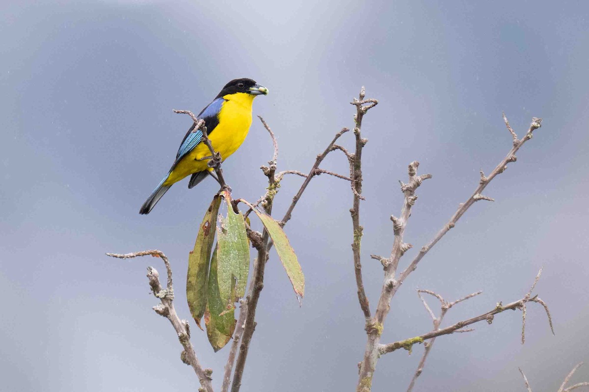 Blue-winged Mountain Tanager - ML634849338