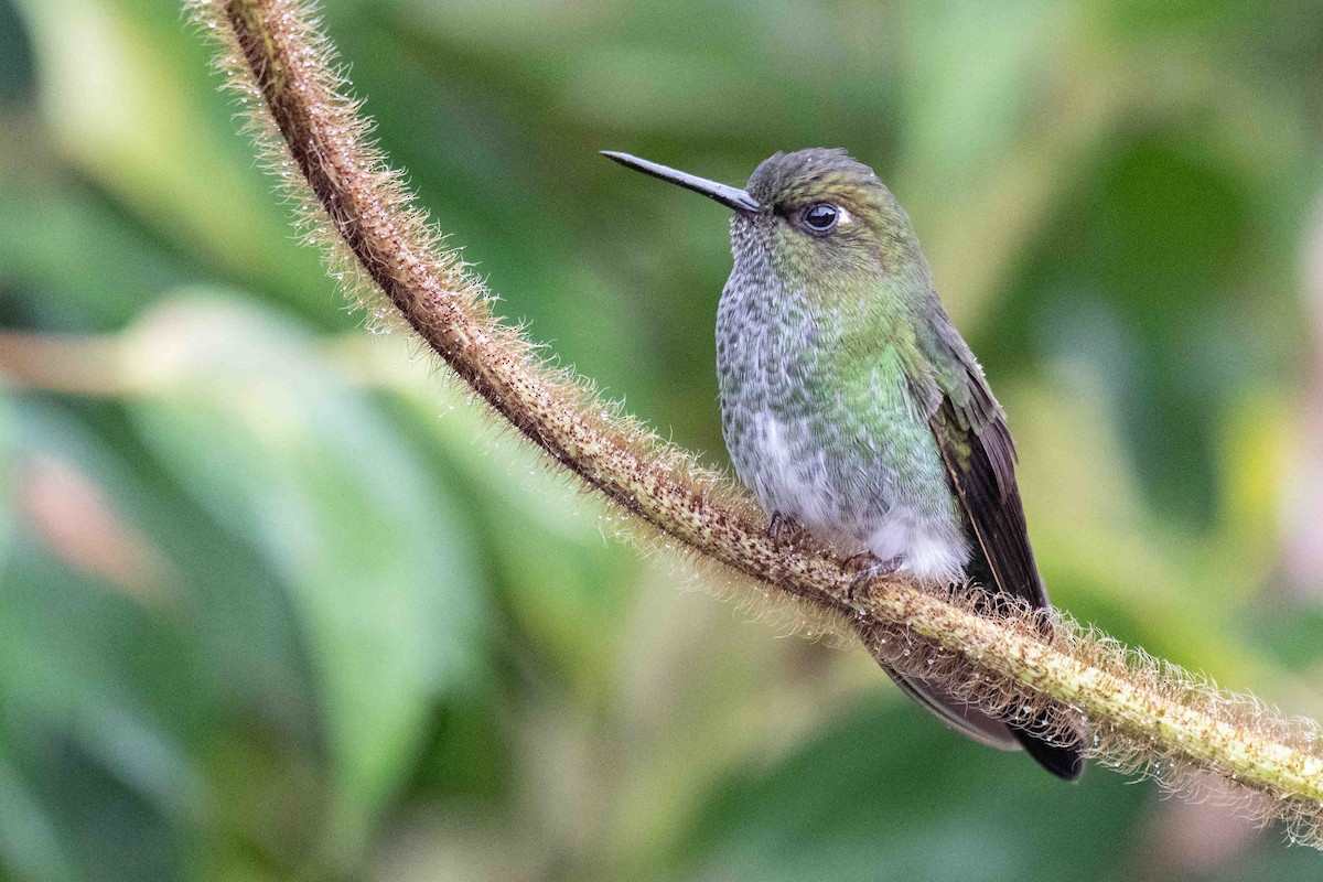 Greenish Puffleg - ML634849384