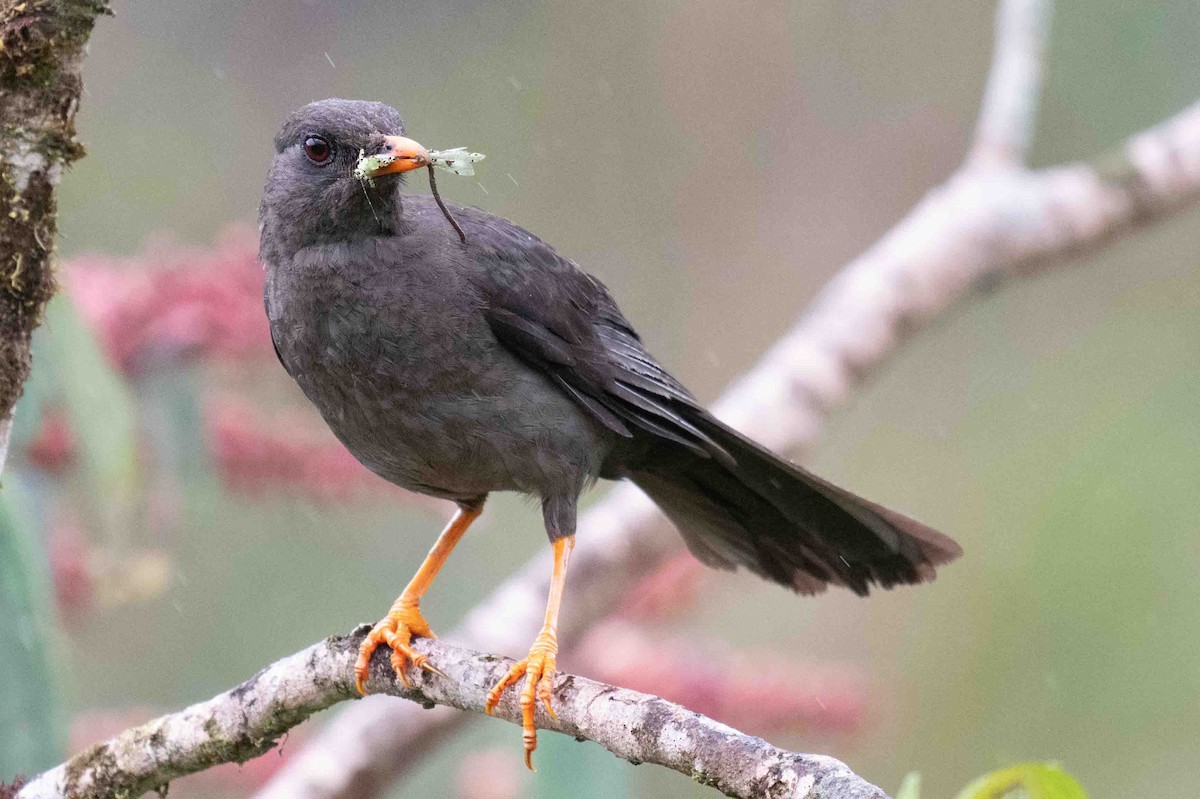 Great Thrush - ML634849393