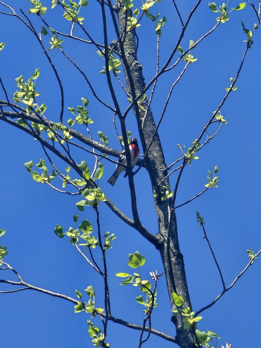 Rose-breasted Grosbeak - ML634849540