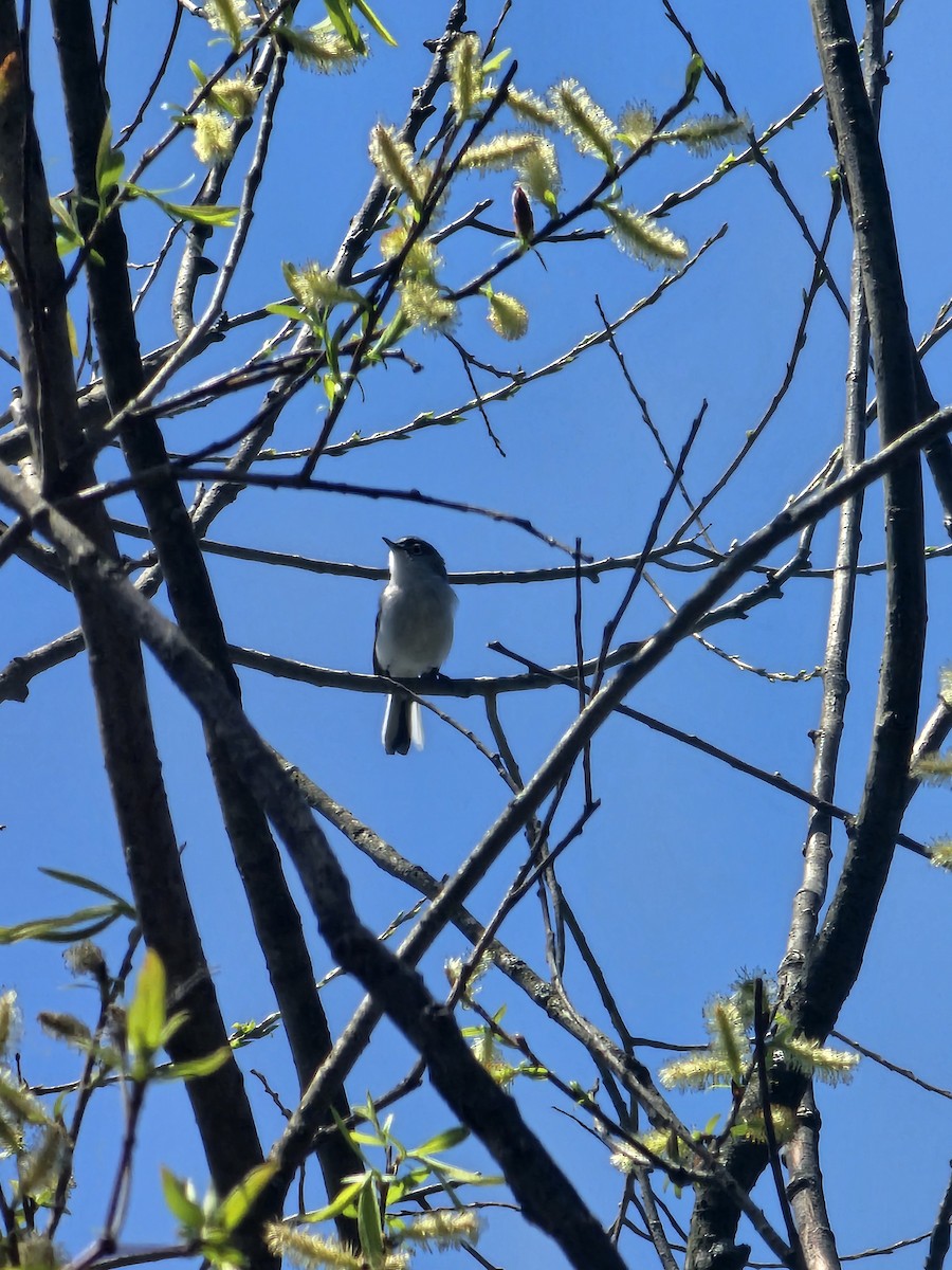 Blue-gray Gnatcatcher - ML634849593
