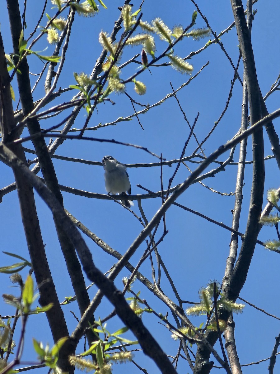 Blue-gray Gnatcatcher - ML634849623
