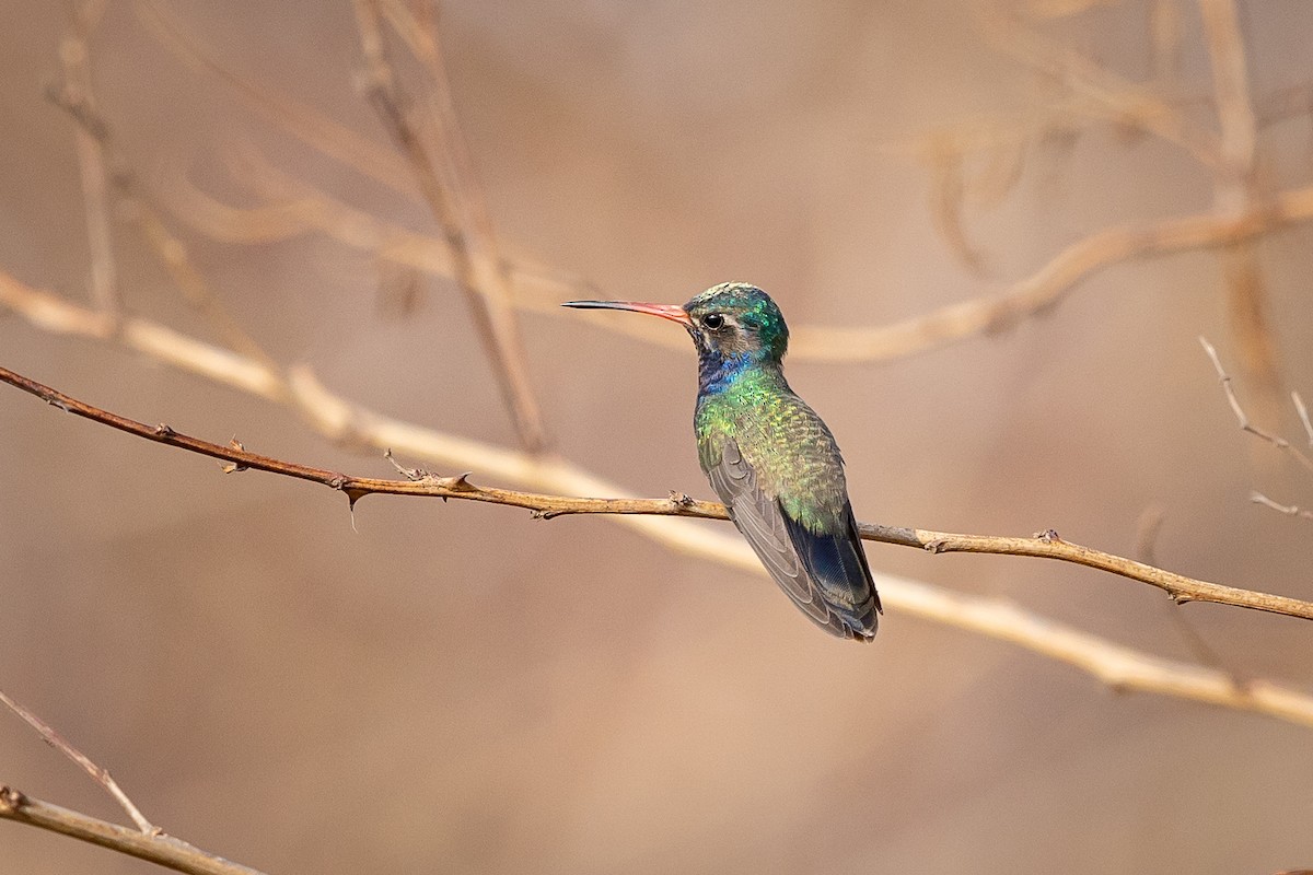Turquoise-crowned Hummingbird - ML634849791