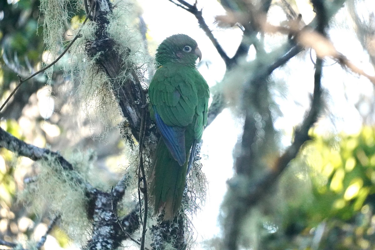 Santa Marta Parakeet - ML634849808
