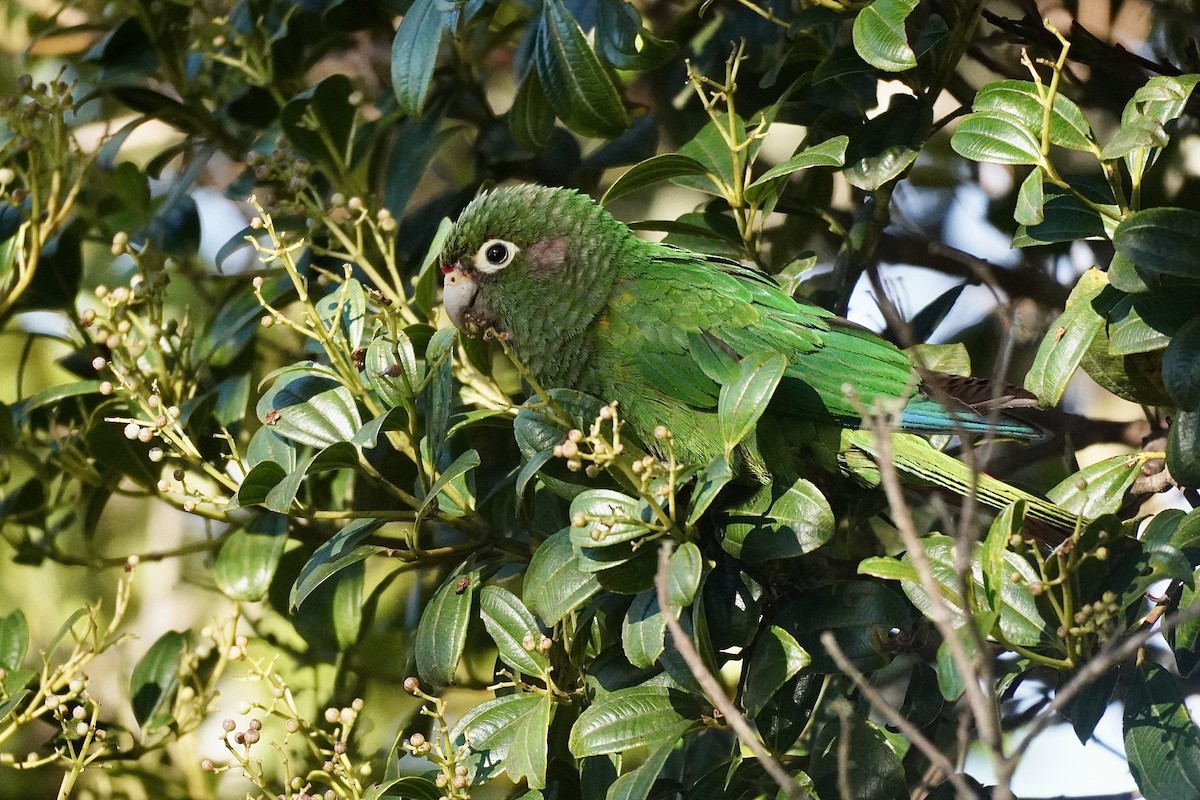 Santa Marta Parakeet - ML634849809