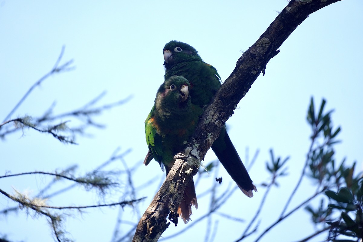 Santa Marta Parakeet - ML634849810