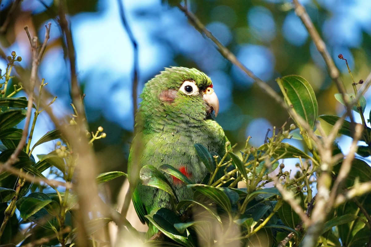 Santa Marta Parakeet - ML634849811