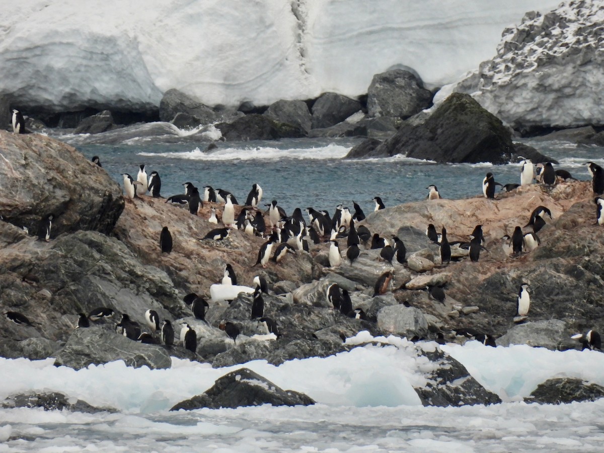 Chinstrap Penguin - ML634849827
