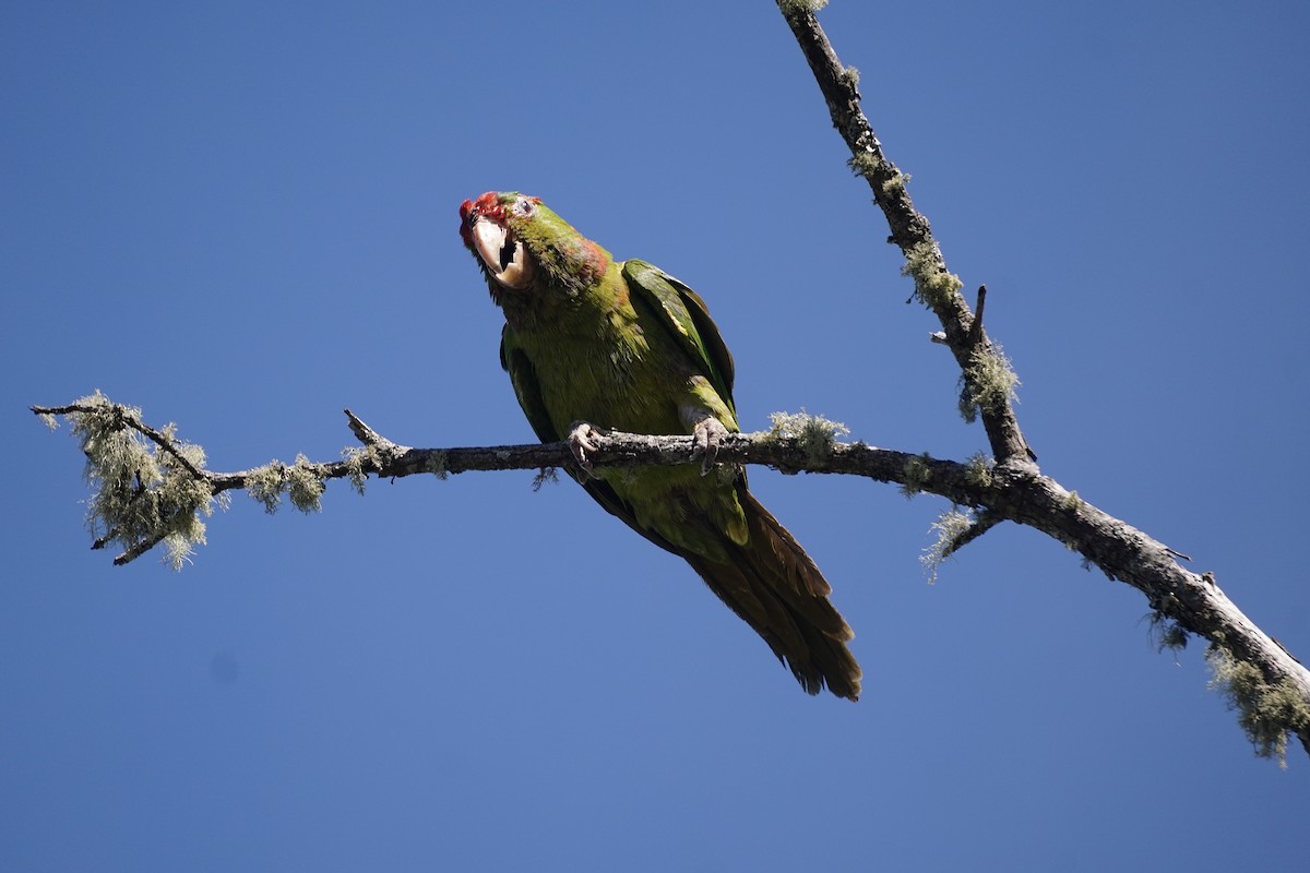 Scarlet-fronted Parakeet - ML634849851