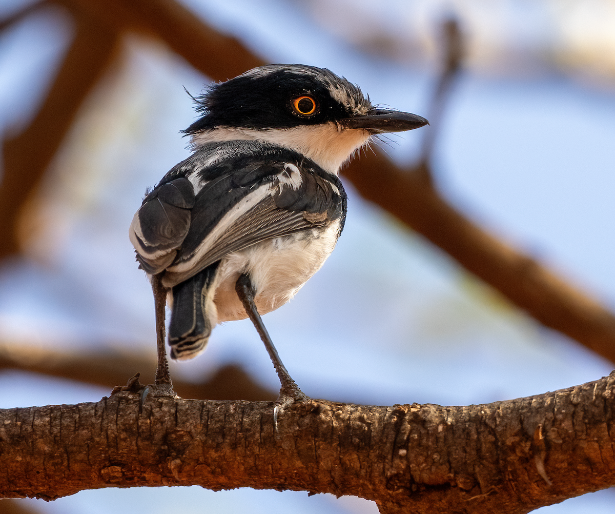 Pygmy Batis - ML634849878
