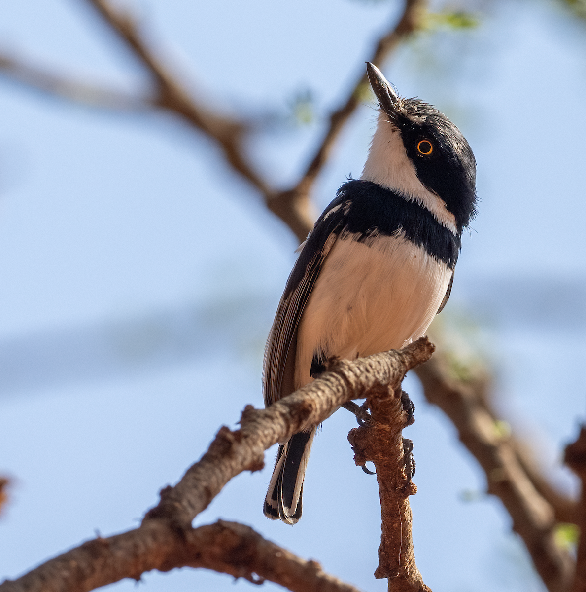 Pygmy Batis - ML634849889