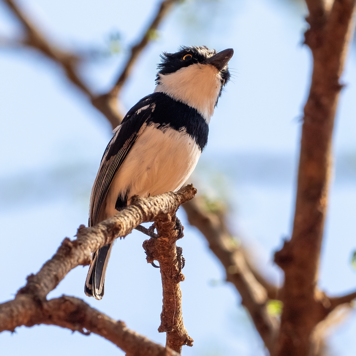 Pygmy Batis - ML634849896