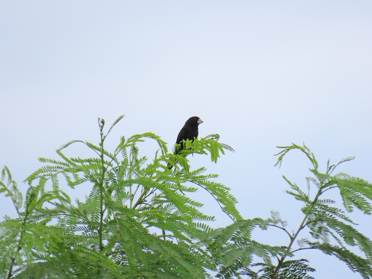 Large-billed Seed-Finch - ML634849975