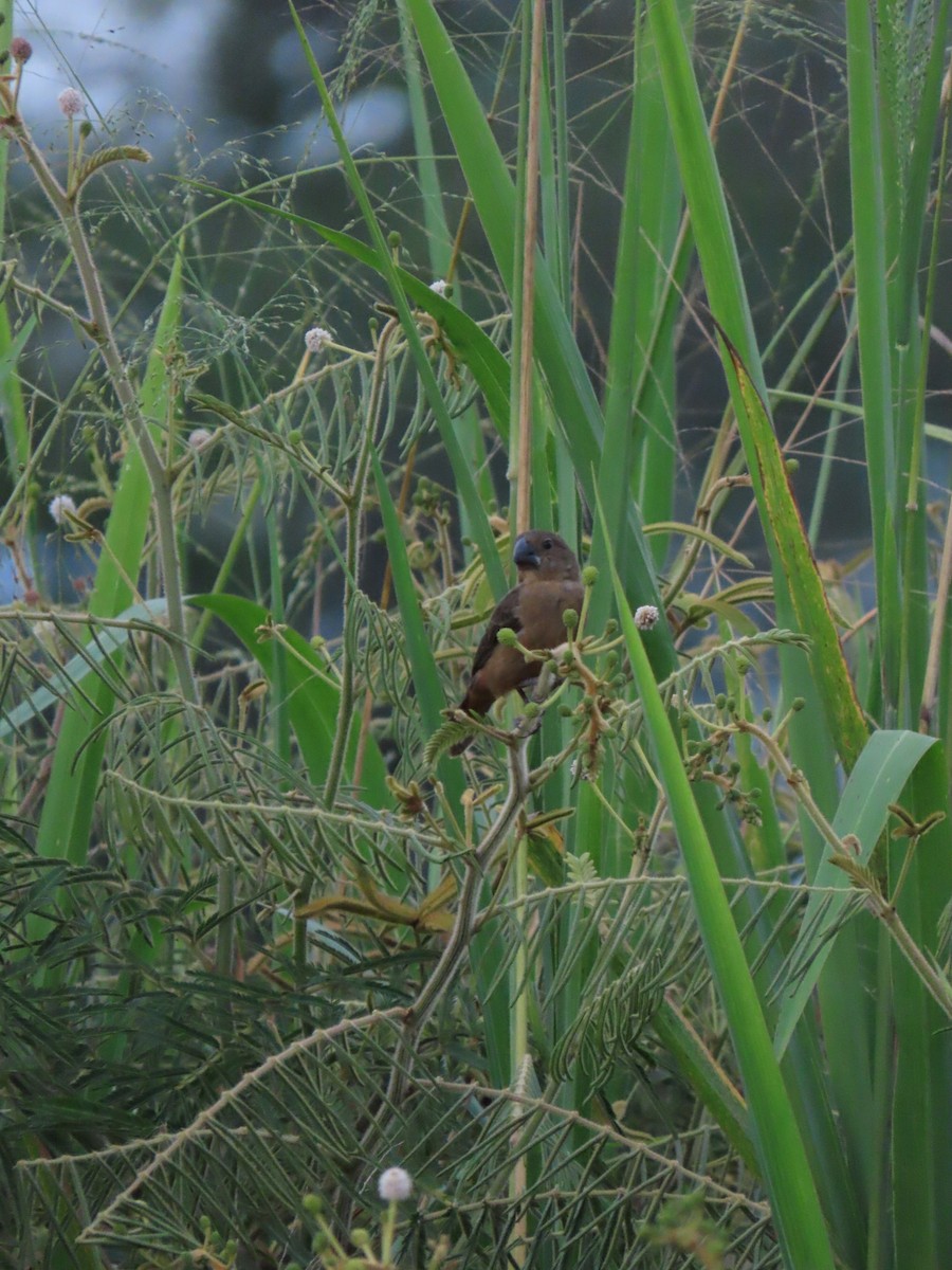 Large-billed Seed-Finch - ML634849980