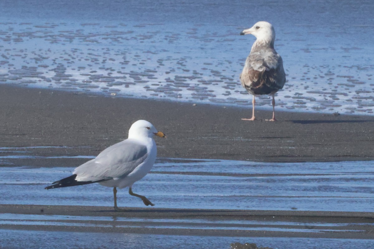 Ring-billed Gull - ML634850018