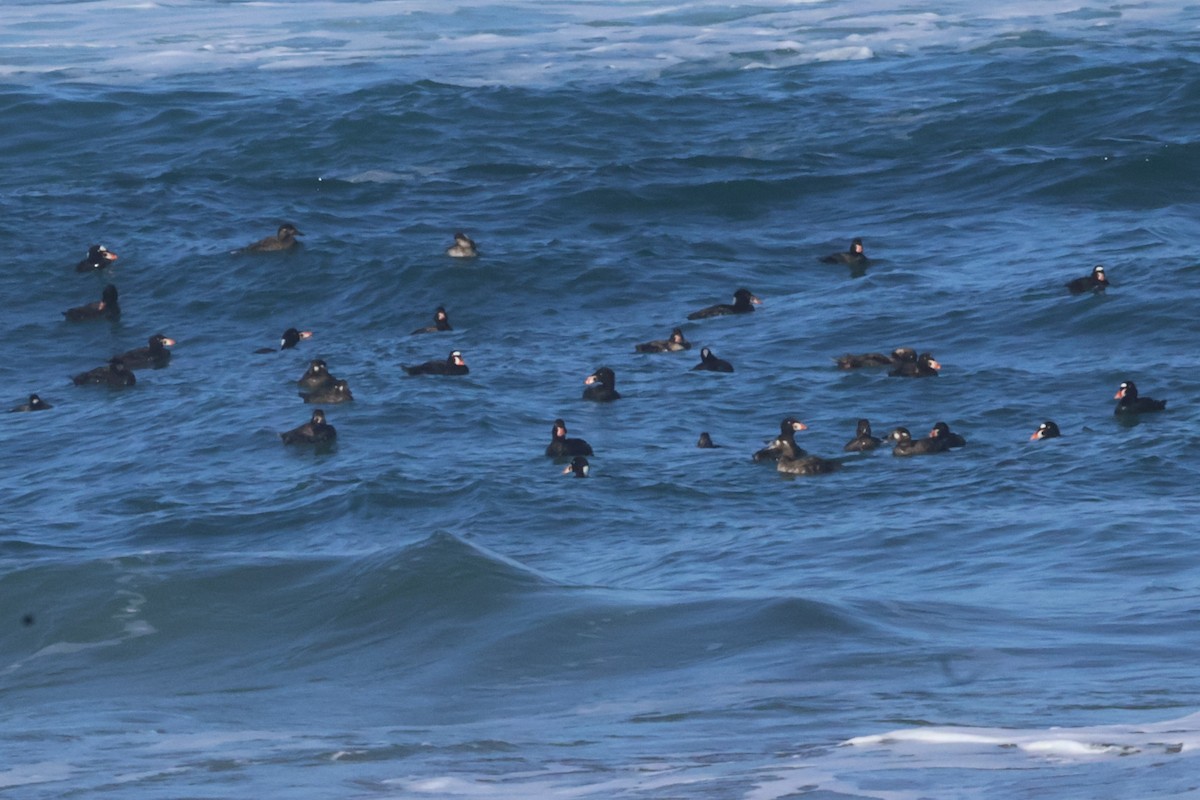 Surf Scoter - ML634850041