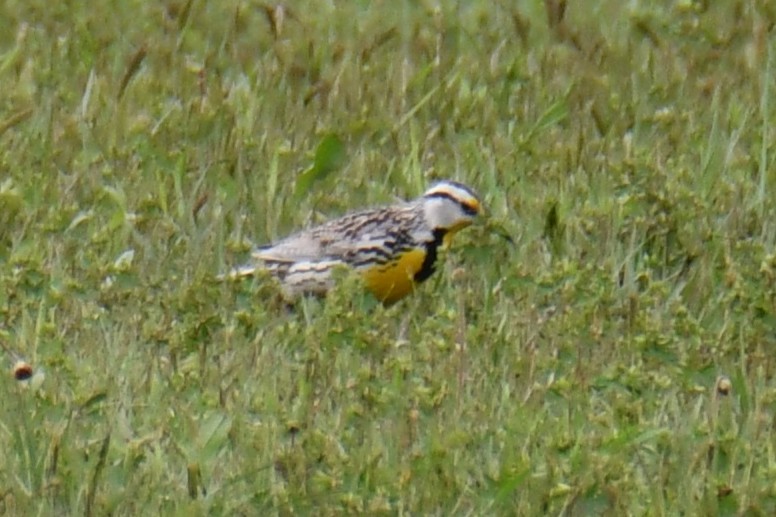 Eastern Meadowlark - ML634850060