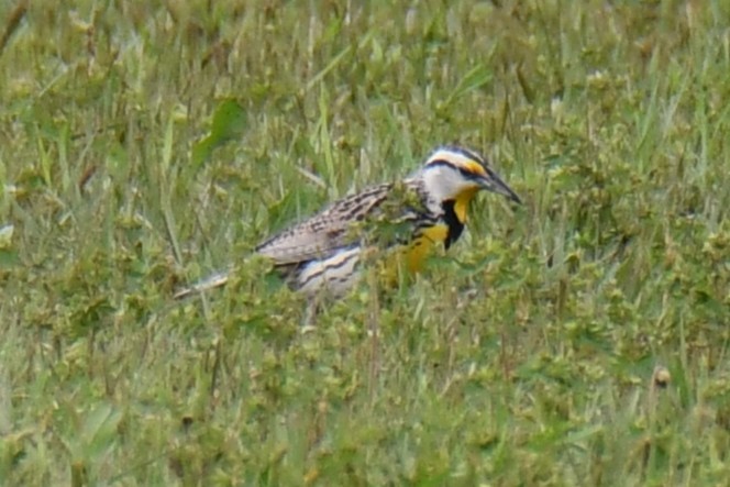 Eastern Meadowlark - ML634850061