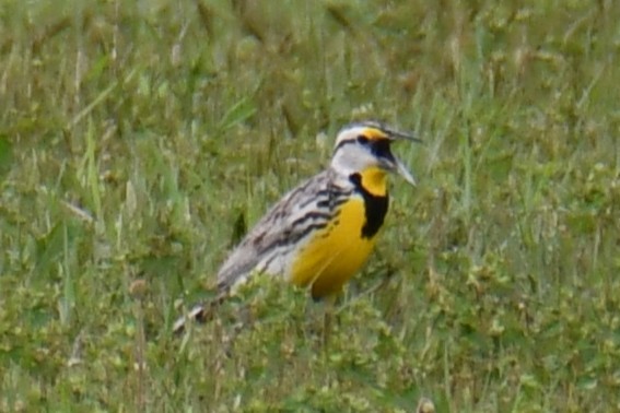 Eastern Meadowlark - ML634850062