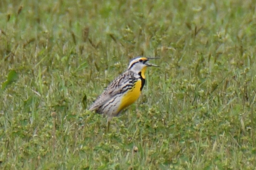Eastern Meadowlark - ML634850064