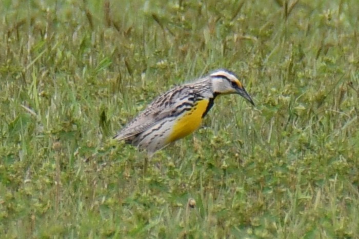 Eastern Meadowlark - ML634850065