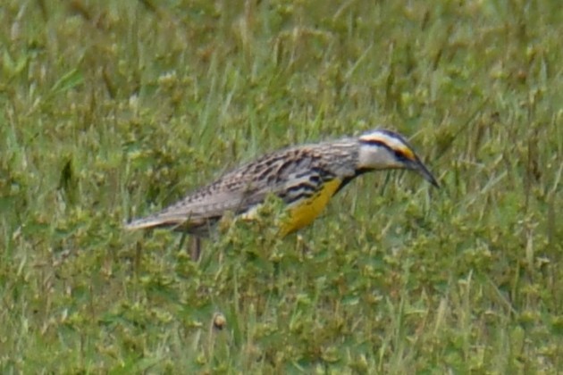 Eastern Meadowlark - ML634850066