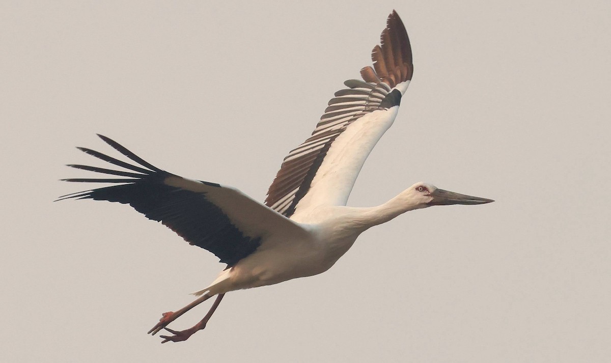 Oriental Stork - ML634850183